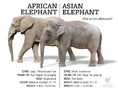 Asian-african-elephants.jpg (277 KB)