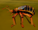 Bombardier Beetle