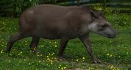 Brazilian Tapir