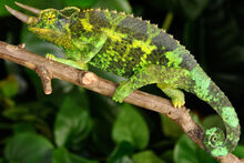 Chamaeleo jacksonii xantholophus 3.jpg