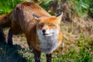 Fox, European Red (V2)