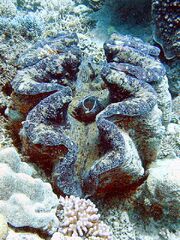 Giant clam or Tridacna gigas.jpg