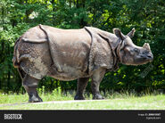 Indian Rhinoceros as Amethyst