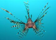 Lionfish.jpg