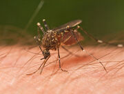 Mosquito Tasmania crop.jpg
