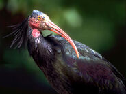 Northern Bald Ibis as Rahonavis