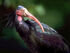 Northern Bald Ibis as Rahonavis