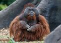 Orangutan - Kaiser-Walzer, Strauss