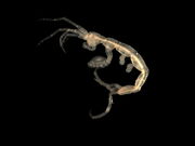 Pariambus typicus.jpg