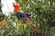 Scarlet Macaw as Skipper