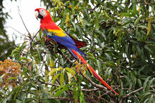 Scarlet-Macaw-cr.jpg