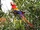Macaws of Arizona (TV Series)