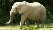 African Bush Elephant as Pachyrhinosaurus