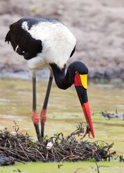 Stork, Saddle-Billed