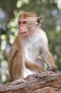 ToqueMacaque