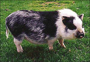 VietnamesePotbellyPig.png