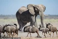 Wildebeests and Elephant.jpg (9 KB)