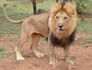 African Lion (V2)