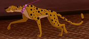 Cheetah