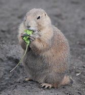 Black-Tailed Prairie Dog as Western Woolly Lemur