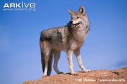 Coyote as Cape Hunting Dog