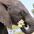 ELEPHANT Eating Flower.jpg (44 KB)