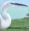 Great egret switch zoo