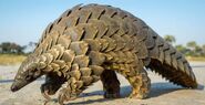 Ground Pangolin