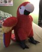 Scarlet Macaw (Colorful)