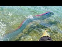 Oarfish.jpg
