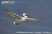 Pelican, Dalmatian.jpg
