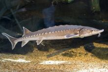 Sturgeon.jpg