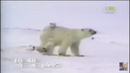 UTAUC Polar Bears.png (399 KB)