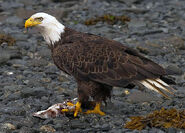 AlaskanBaldEagle