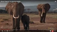 Amazing Animals Elephants.png (1.59 MB)