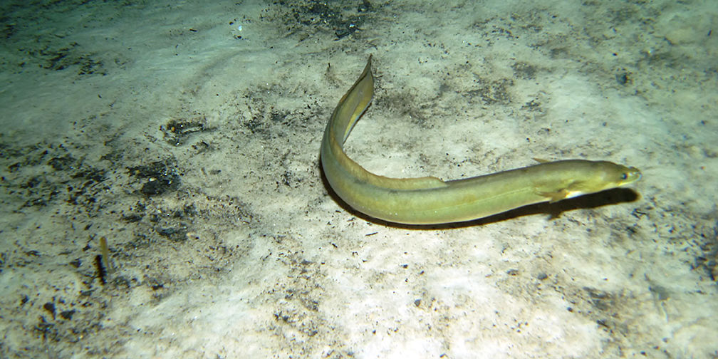 American Eel The Parody Wiki Fandom
