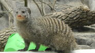 Banded Mongoose as Buck