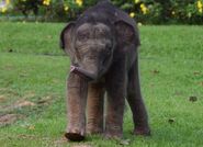 Bornean Elephant Calf