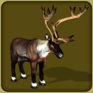 Caribou/Woodland Caribou