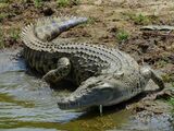 Eastern Nile Crocodile