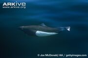 Dalls-porpoise-swimming.jpg