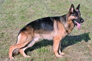 Dog, German Shepard