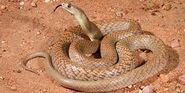 Eastern Brown Snake