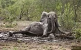 Elephant in the Mudbath.jpg (13 KB)