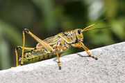 Grasshopper.jpg