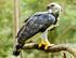 Harpy-eagle-rainforest-820x627