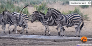 Burchell's Zebra