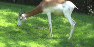 Pittsburgh Zoo Gazelle