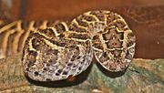 Puff adder.jpg