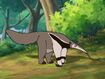 Rileys Adventures Giant Anteater